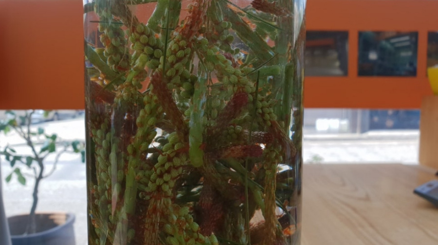 야생에서 채취를 한 솔잎을 깨끗하게 세척한 후에 소주와 함께 투명한 유리병에 담아서 만든 솔잎주를 확대를 하여 찍은 사진