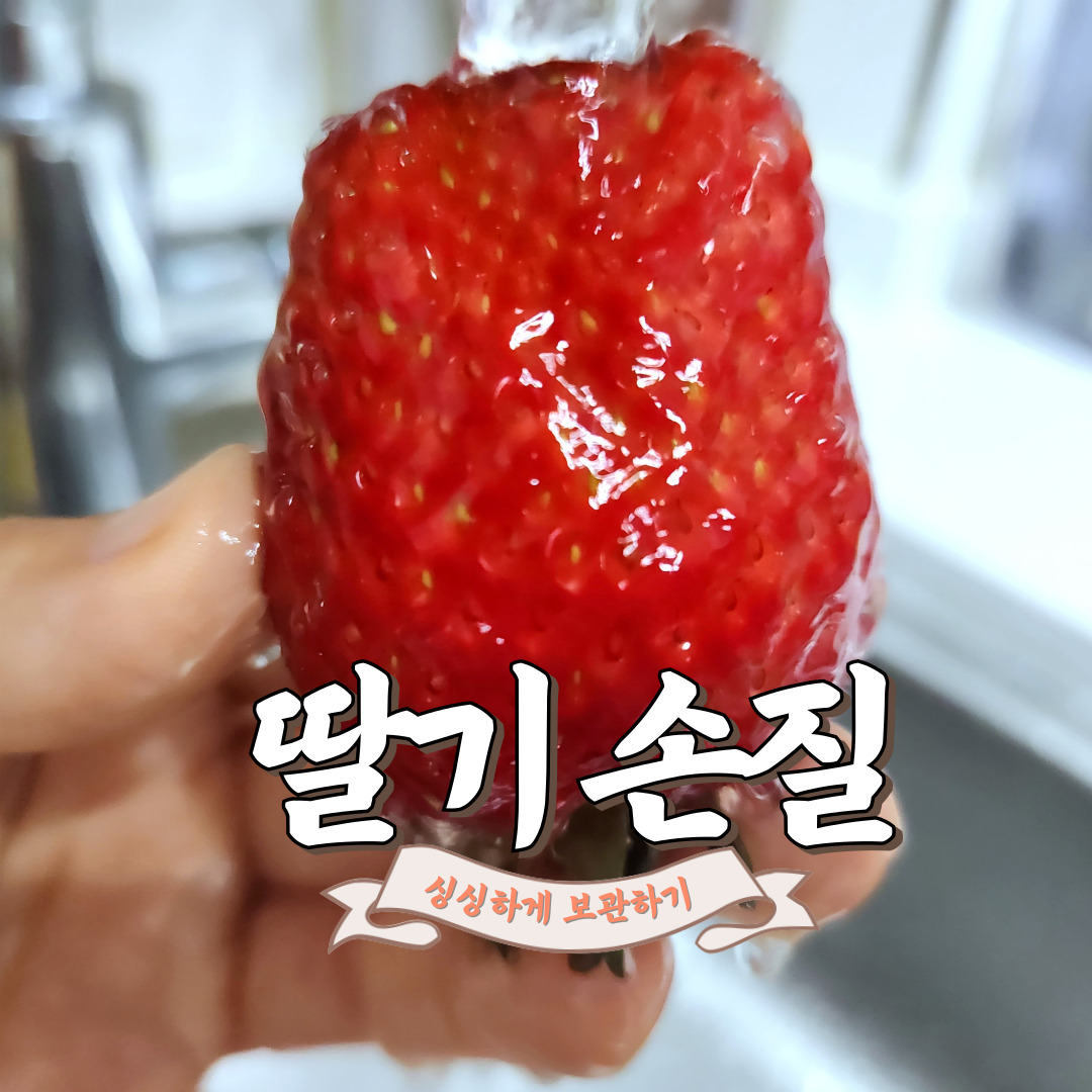 딸기 손질 보관방법