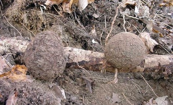 촬영 대물을 찾는 사람들 복령 땅속의 숨은 보물 폐암 세포 증식 억제 약초 택배 구입 문의 추천