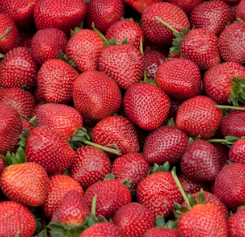 비타민C 많은 음식 (식품 과일 채소)