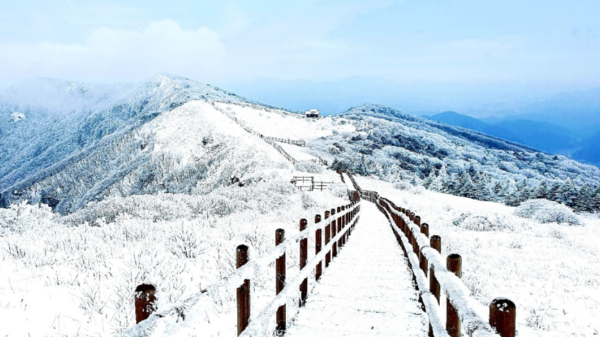 충청권 겨울에 걷기 좋은 숲길 & 트레킹 추천 BEST 7