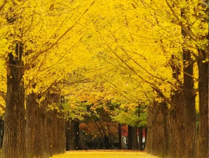 남이섬-입장료-선박-운항-시간-선착장
