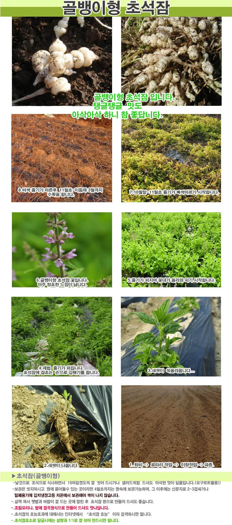 초석잠 재배 씨눈 맞추기 보온 피복 수확 정리_2