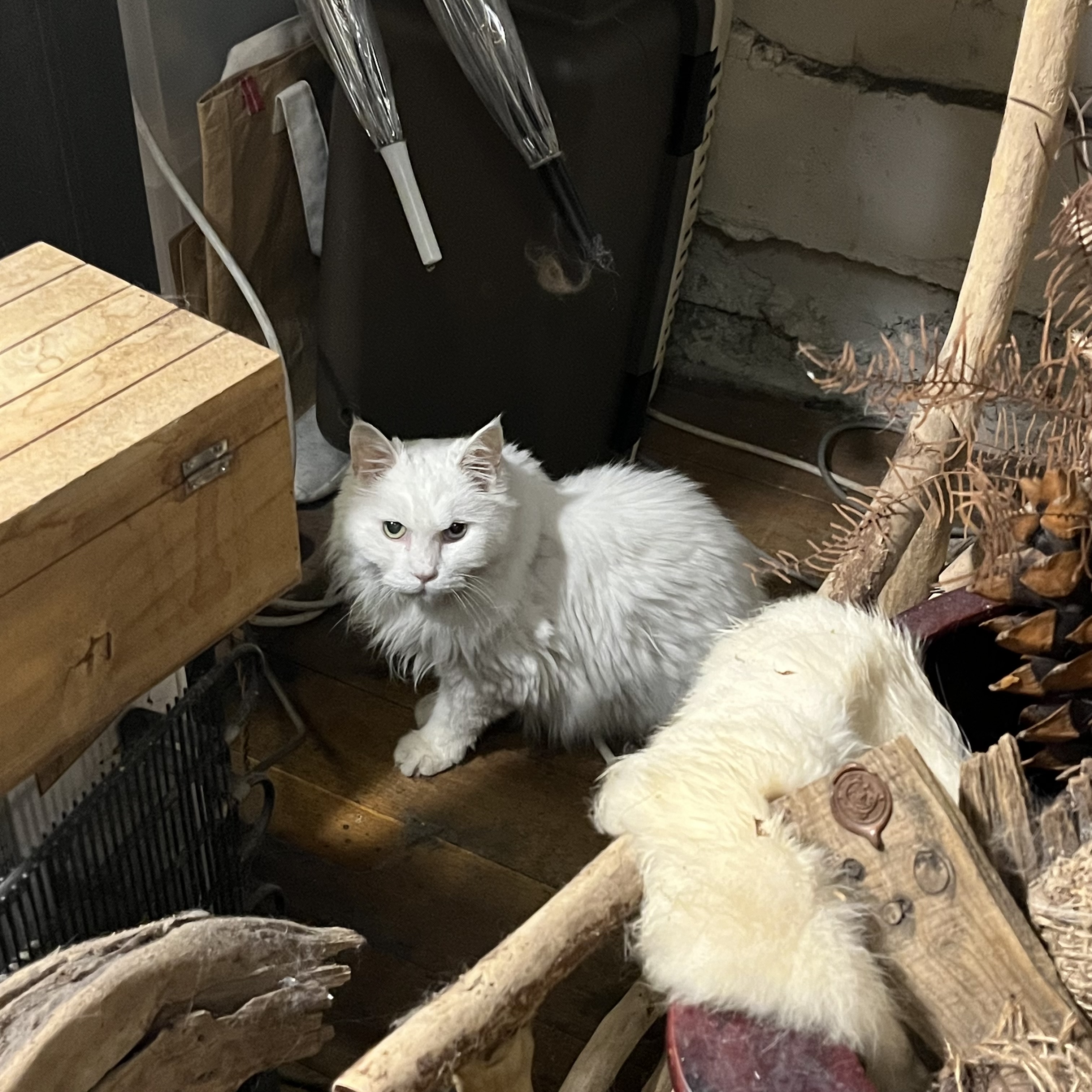 그린노마드 고양이 2
