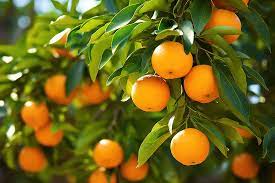 귤나무
