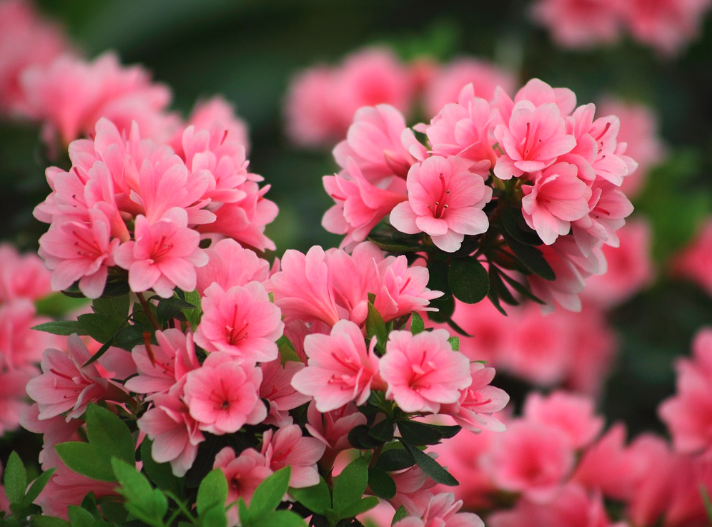 군포 철쭉 축제