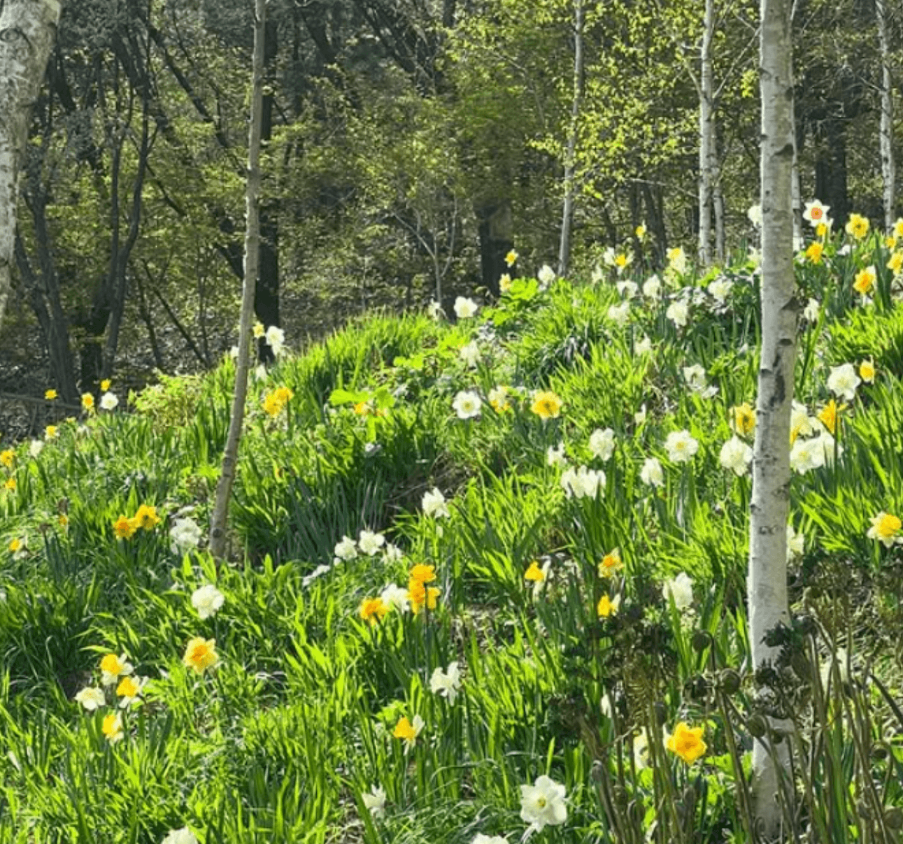 화담숲 예약안내 모노레인 예매 벚꽃 수선화 축제 안내
