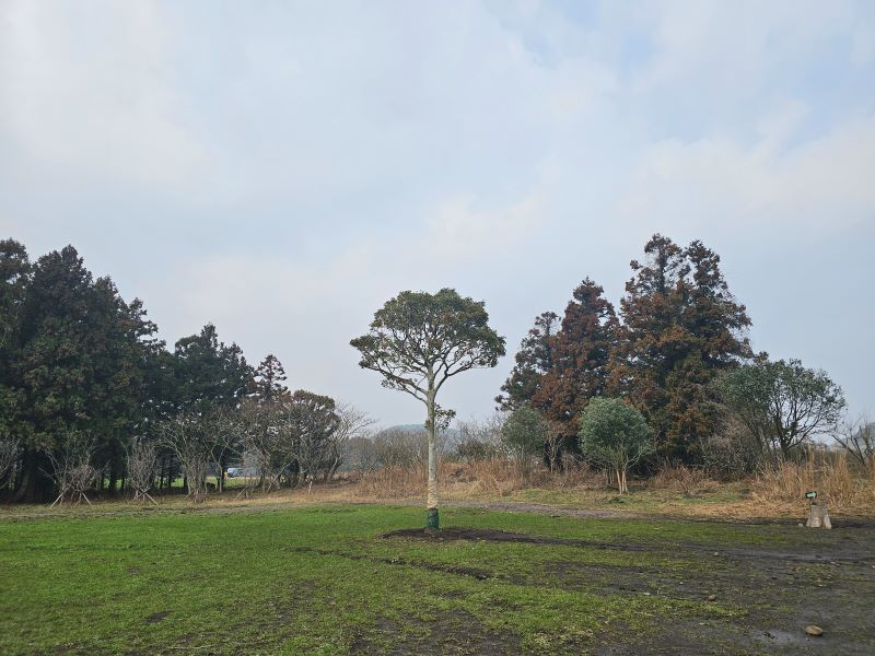 제주 비밀의 숲 나홀로 나무