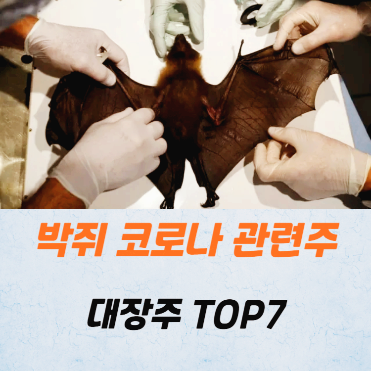 박쥐 코로나 관련주 대장주 테마주 TOP7