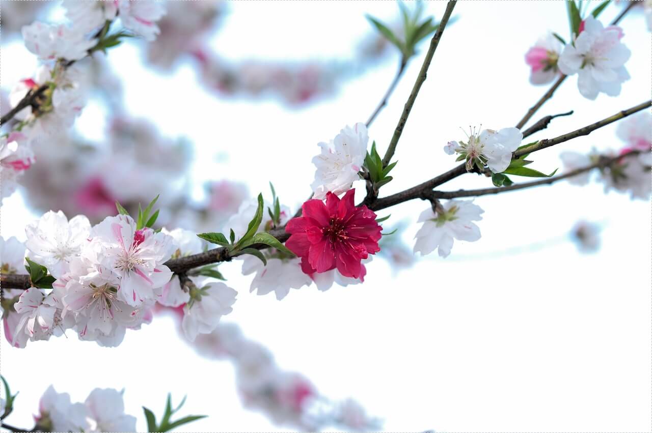 하나은행 정기예금 금리