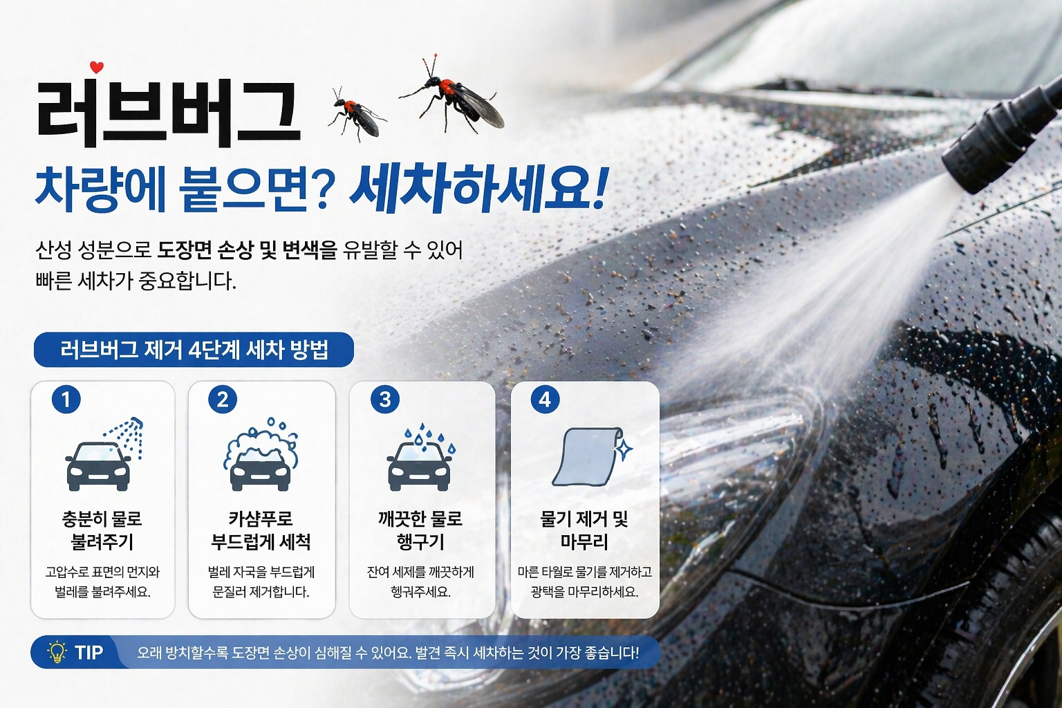 러브버그 대처법