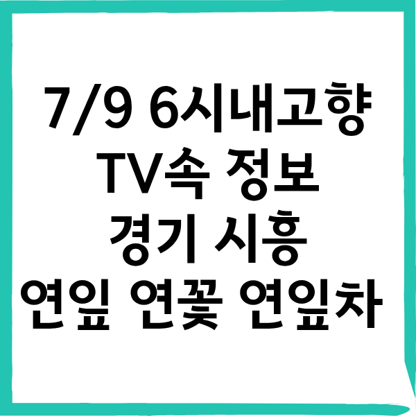 6시 내고향 시흥 연잎 연꽃 연잎차 파는곳