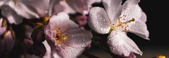 2025 진해 군항제 일정 및 벚꽃 축제