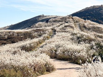황매산 억새축제