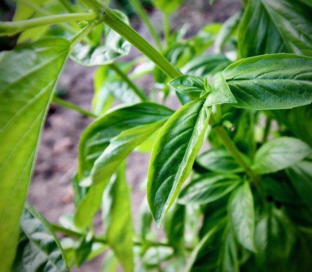 발 마사지와 지압 요법: 혈액순환을 촉진하는 간단한 방법