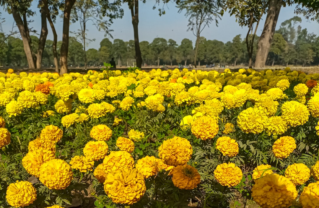 Goyang Flower Expo