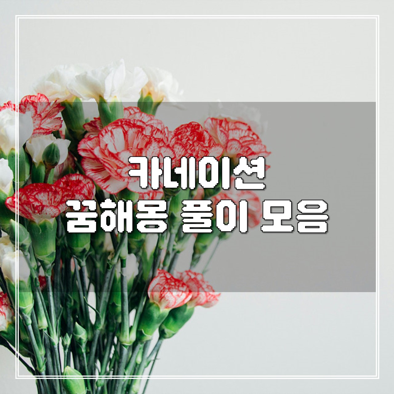 카네이션 꿈, 꿈해몽 풀이 모음 썸네일