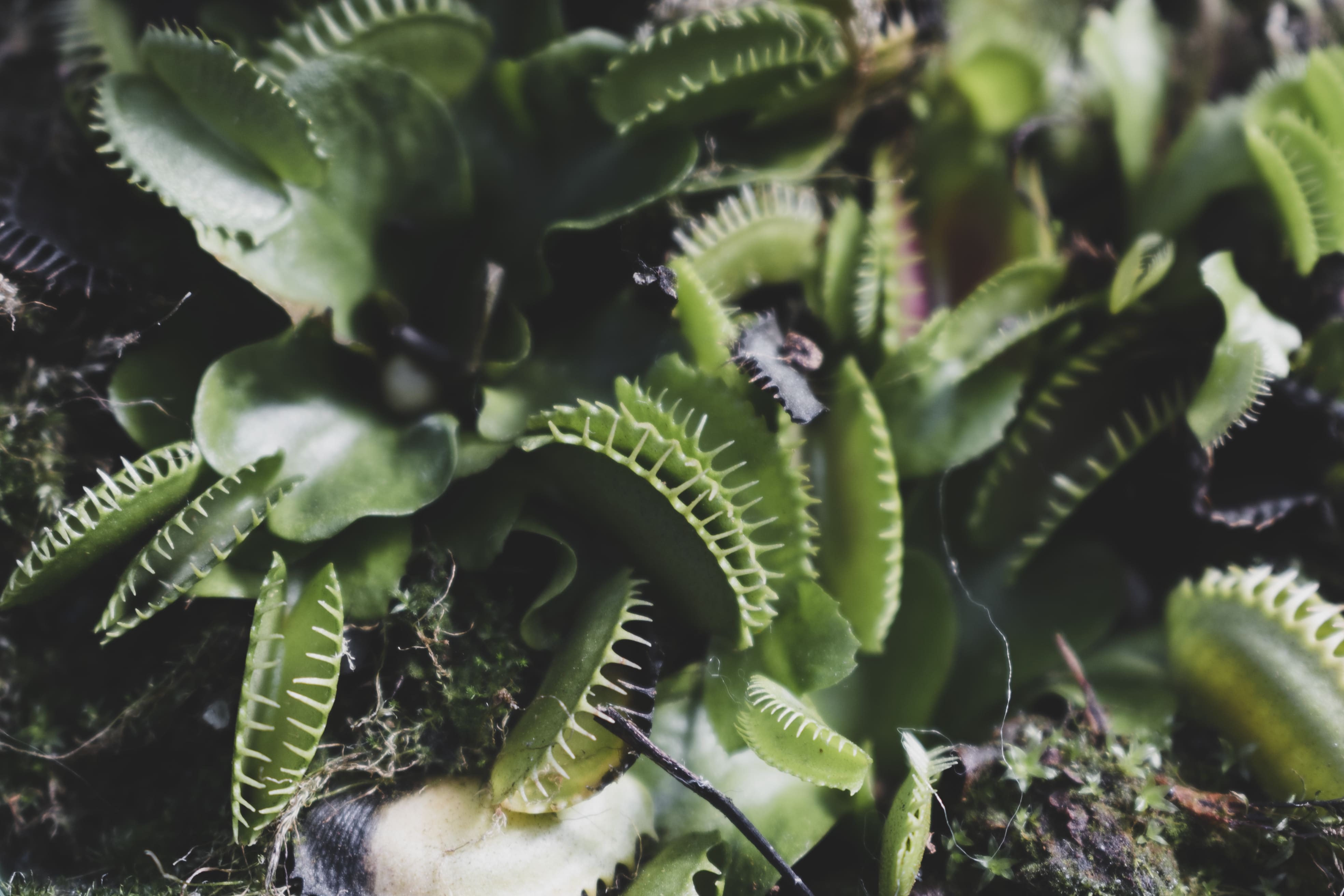 [농업]아파트에서 식충식물 키우기 &ndash; 실내에서도 가능한 자연 생태 탐험