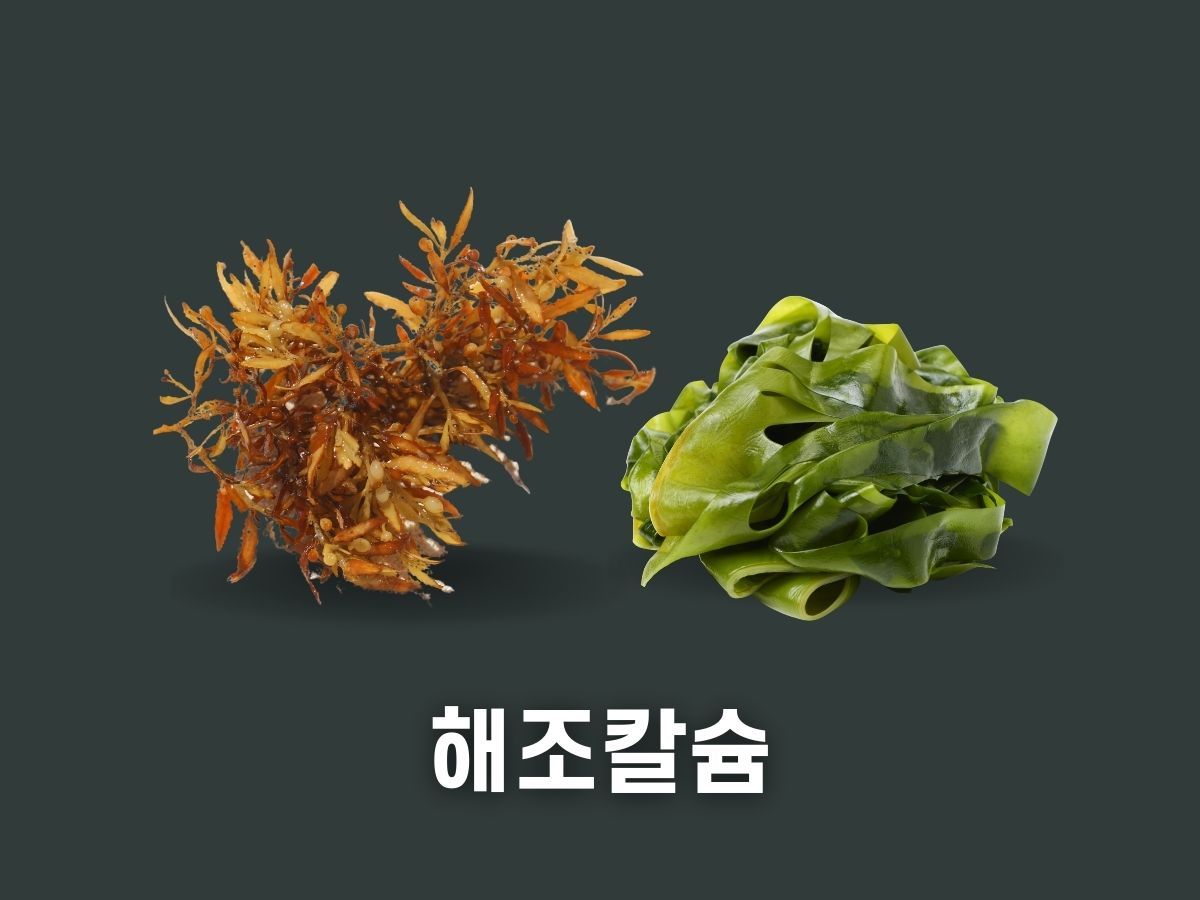 해조 칼슘 효능