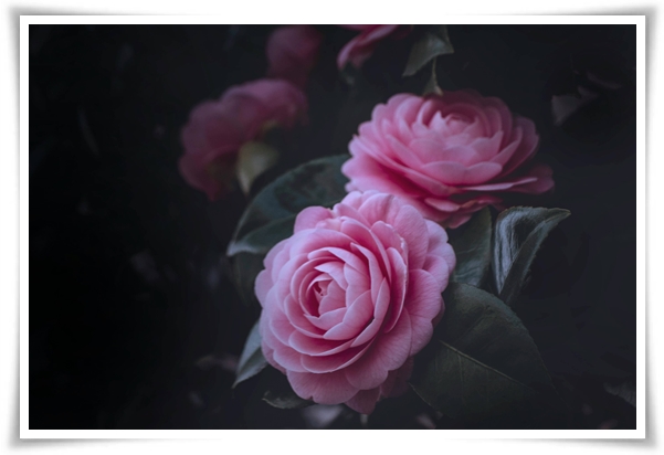 "동백꽃" 겨울의 끝 봄의 우아함을 담은 붉은 보석!