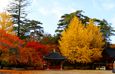 법주사 단풍 모습