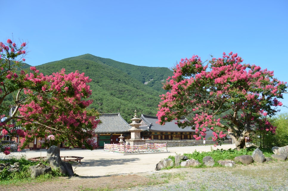 밀양 표충사 배롱나무