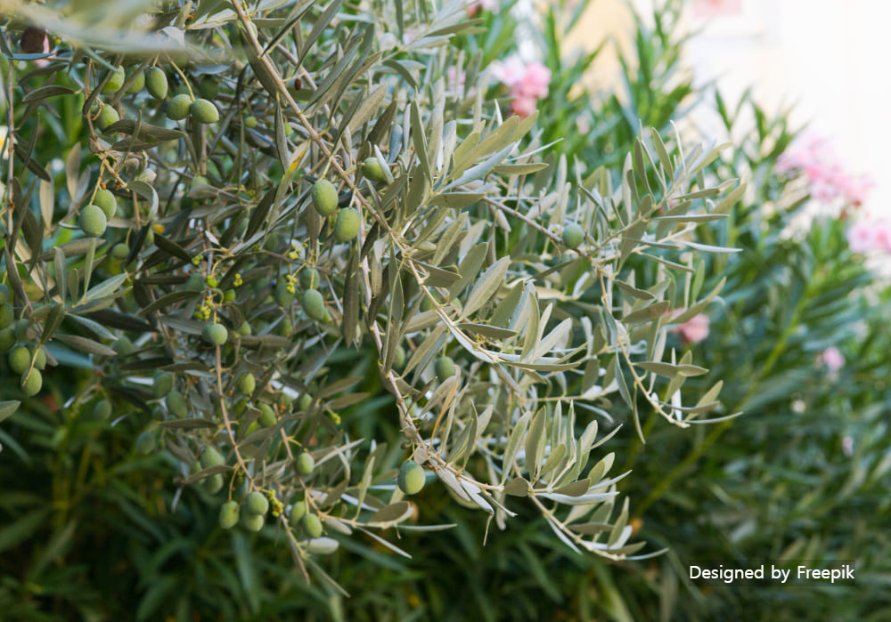 올리브나무 가지치기