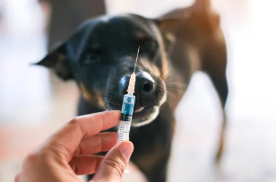 강아지와 주사/출처:어도비스톡