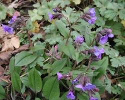 풀모나리아 이미지 사진