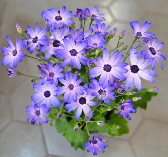 봄꽃 시네라리아