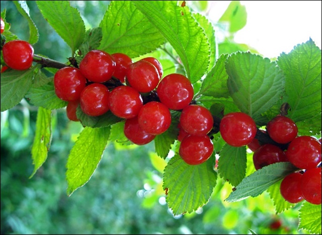 앵두 효능 11가지 알아본다면