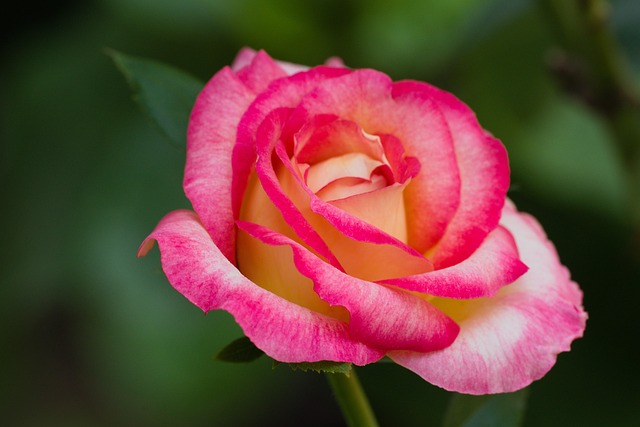 자라섬꽃축제포토존