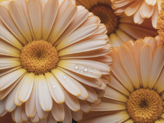 메리골드 꽃차 효능