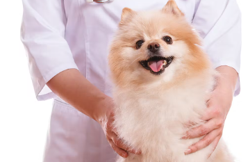 포메리안
