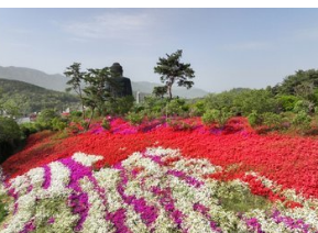 서부해당화축제