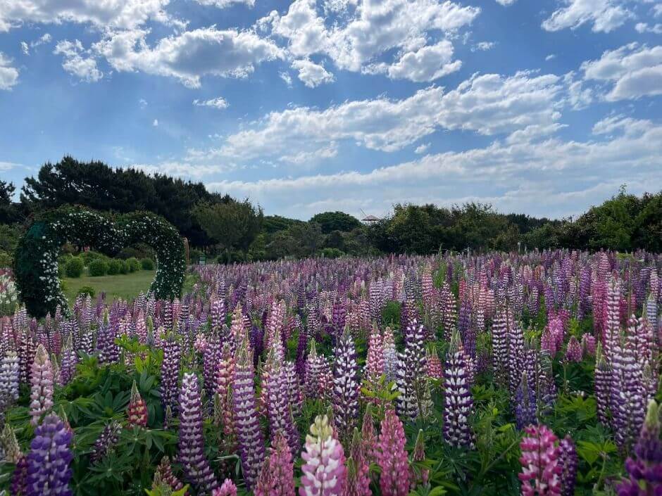 2025 태안 봄꽃정원&amp;#44; 봄날의 낭만을 만나는 곳!!
