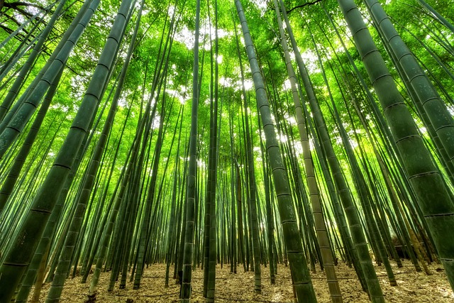 Arashiyama Bamboo Grove