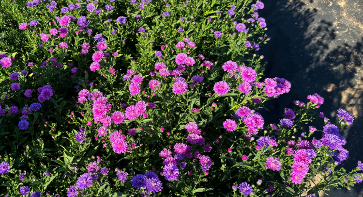 감악산 아스타국화 축제