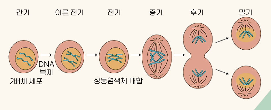 감수분열-한국방송통신대학교-농업유전학-교재