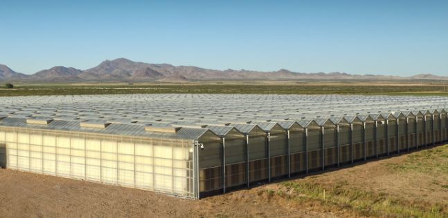 IIPR-대마초 임대 사업