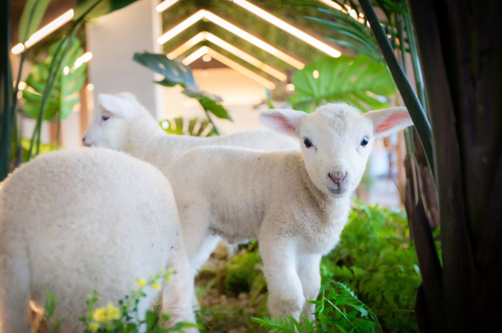 대관령 순수양떼목장