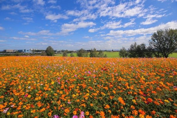 코스모스가 활짝 피어있는 모습