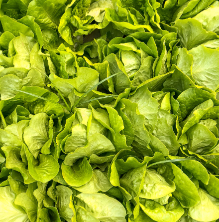 상추의 기막힌 효능 부작용 영양성분