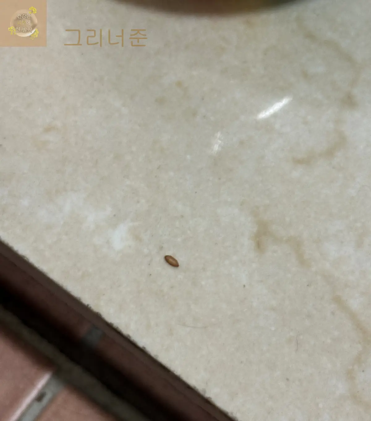 깨소금-같은-초파리-알
