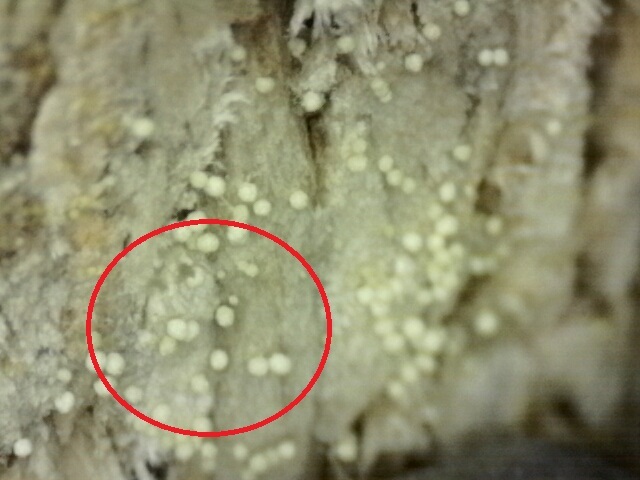 새 아파트에 '혹파리'가 득실