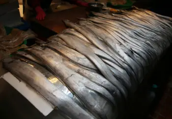 제주 갈치 가격 및 효능&amp;#44; 영양성분