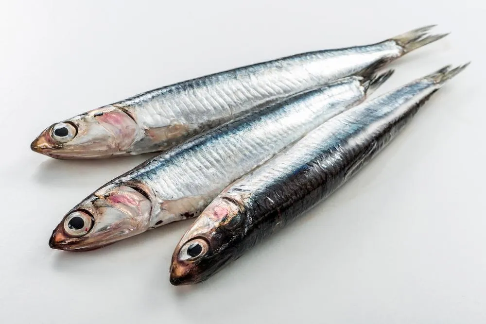 멸치 (Engraulis japonicus)