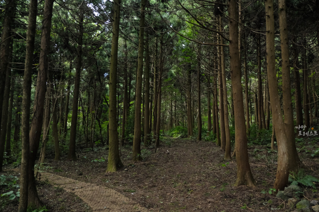 거문오름 분위기