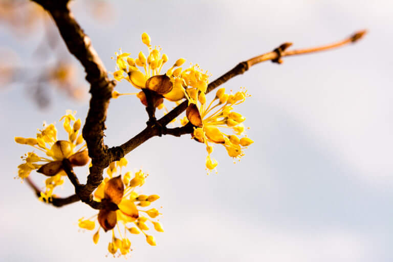 구례 산수유꽃축제
