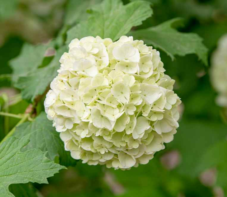 베니스랜드 유럽수국축제